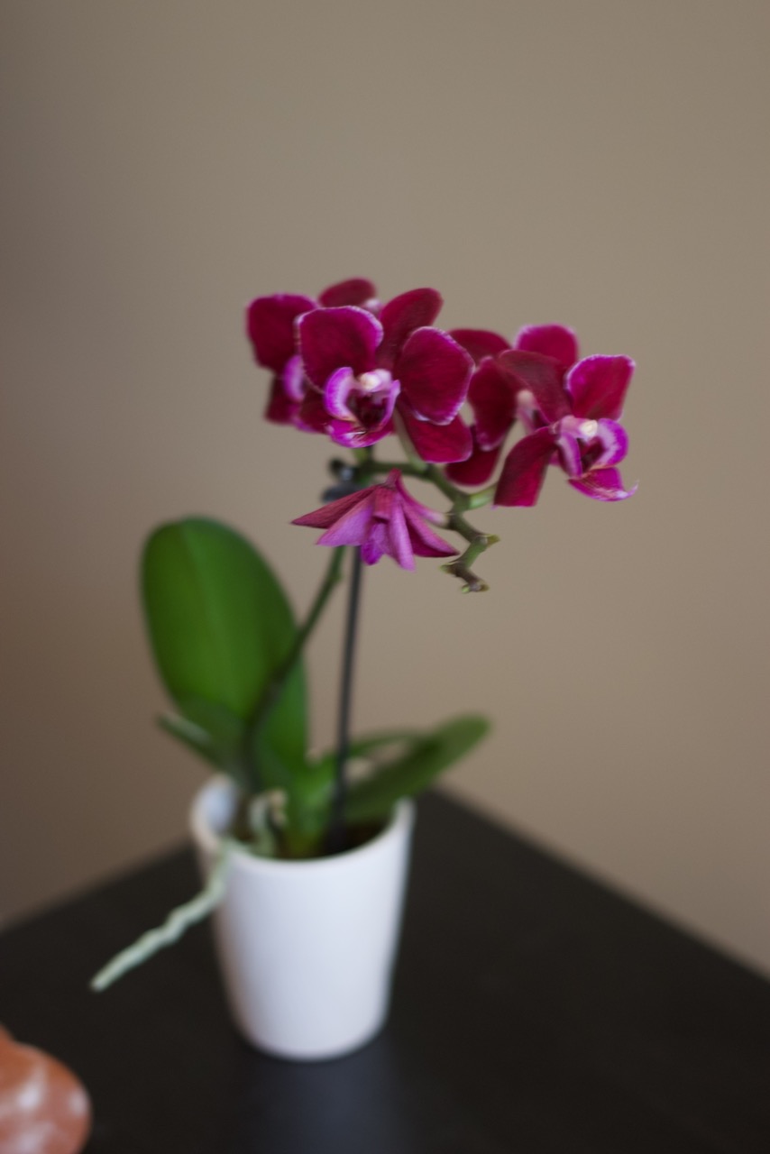 Magenta orchid close-up